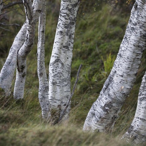 Birch || Trees