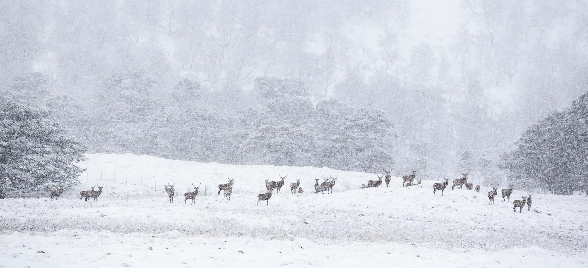 Stags in winter
