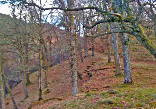 Path to Macgregor's Cave autumn